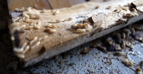 Jasa Anti Rayap untuk Menjaga Keamanan dan Nilai Bangunan